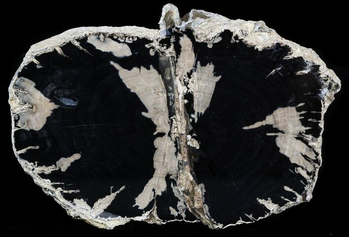Blue Forest Petrified Wood Slab - Wyoming #54465